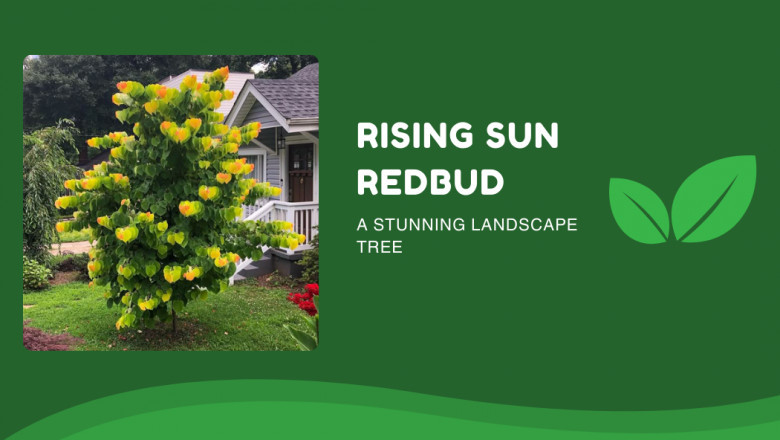 Rising Sun Redbud: A Stunning Landscape Tree