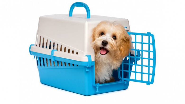 Making Pet Relocation Easier: What Every UK Pet Owner Should Know