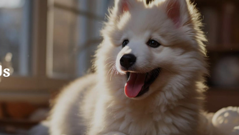 Healing Pets Naturally: How Cold Laser Therapy Relieves Pain and Boosts Recovery
