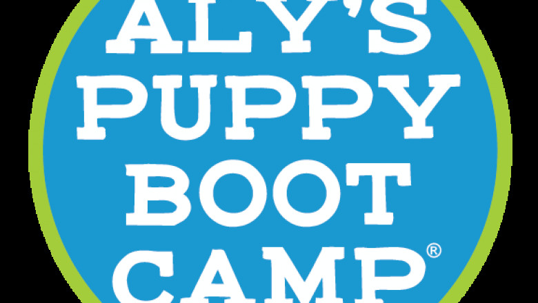 Why the Good Walker Hands-Free Leash Is a Game-Changer for Dog Training and Walking