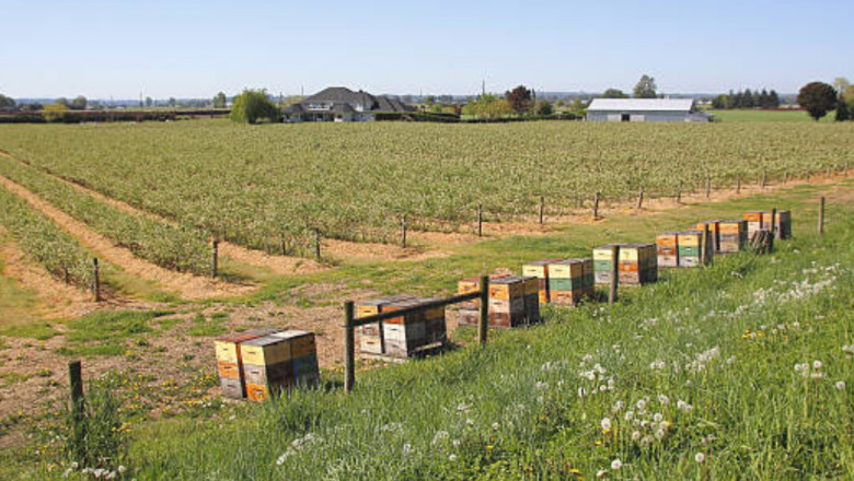Creating a Bee Management Plan for Large Yards