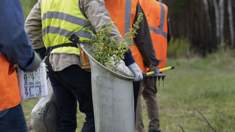 Affordable Tree Service for Safe & Professional Tree Removal