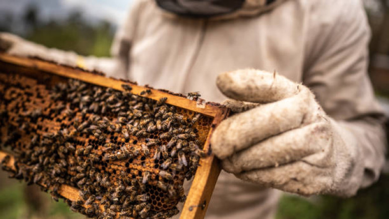 What to Do When You Find a Beehive on Your Property