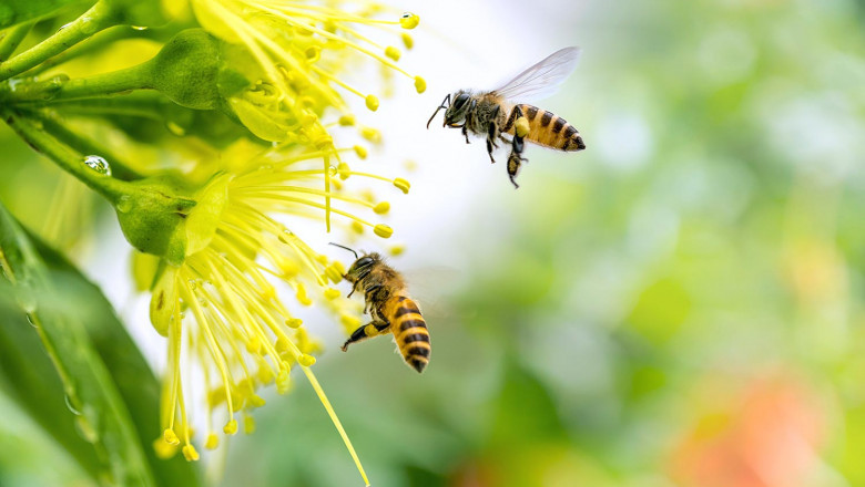 Battling the Buzz: Expert Wasp Control Newmarket for a Sting-Free Summer