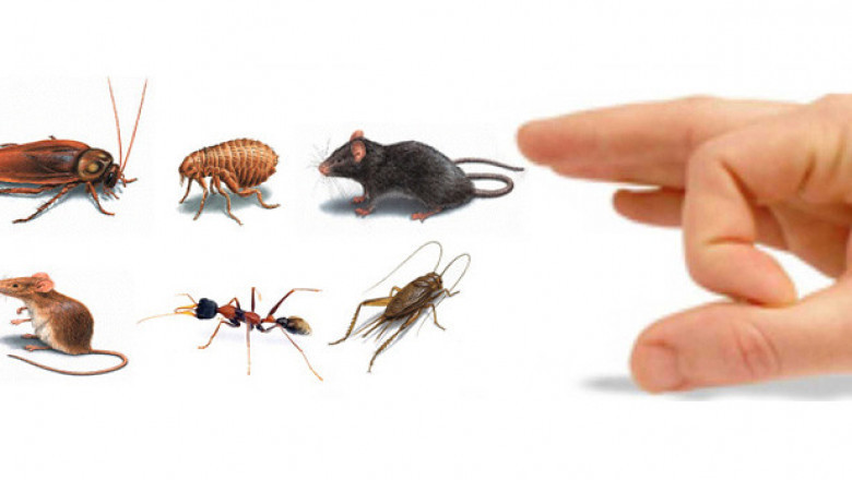 Crawling Crisis Cockroach control Surrey: The Battle Against Cockroaches in Surrey and How to Win It