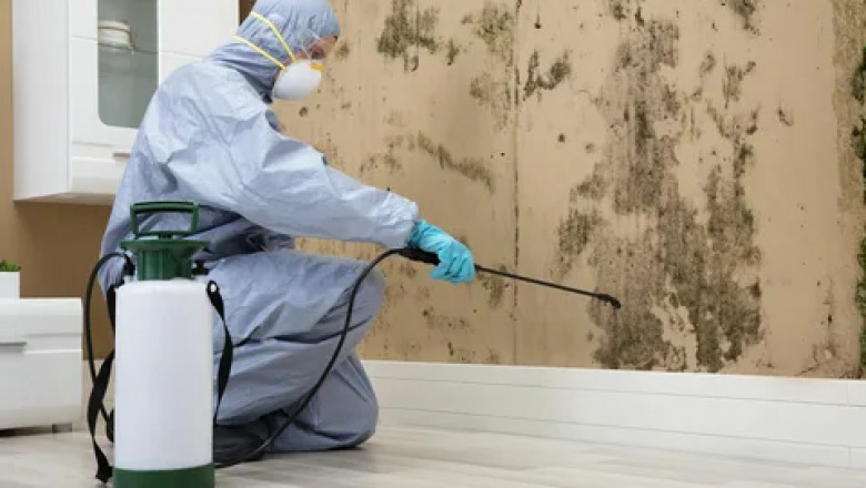 Protecting Your Home and Health: The Ultimate Guide to Pest Control in New Hyde Park
