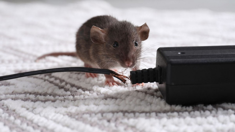Rats in Guelph? Here’s How to Take Back Your Home with Expert Rat Control and Removal in Guelph